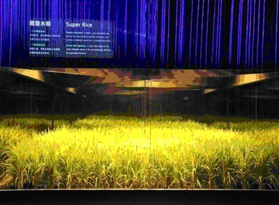 生态所领导慰问“世博园国家馆《希望的大地》--水稻养成与展示工艺研究”团队
