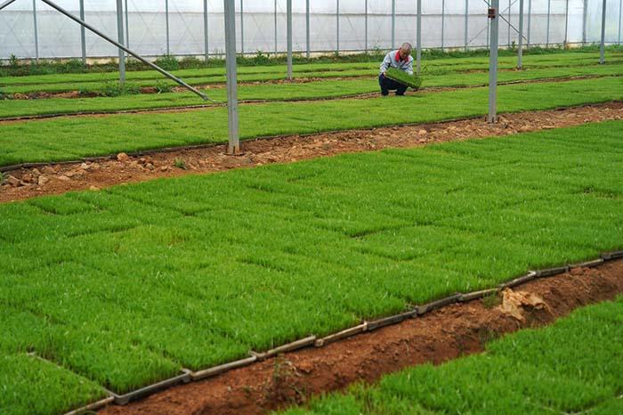 近年来,南昌市农业农村局大力推广工厂化集中育秧,依托14个水稻工厂化
